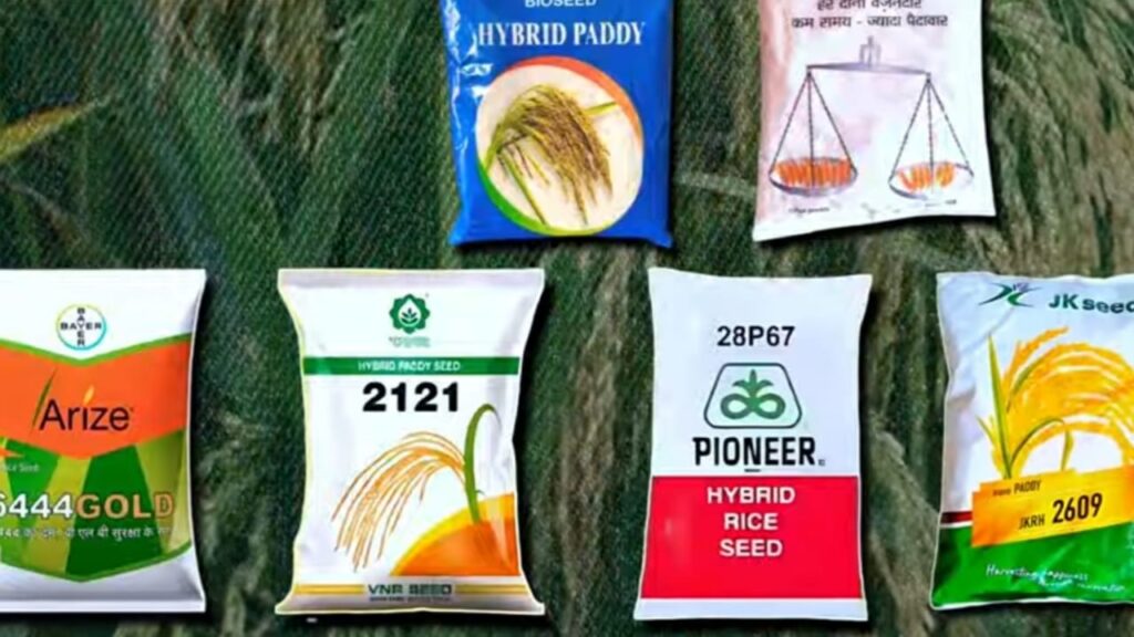 Dhaan Ki Sidhi Bijai 2024 DSR विधि से धान की खेती धान की सीधी बिजाई, Good DSR Method, Direct Seeding of Rice