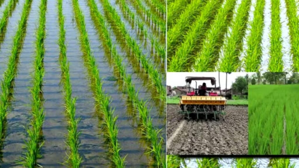 Dhaan Ki Sidhi Bijai 2024 DSR विधि से धान की खेती धान की सीधी बिजाई, Good DSR Method, Direct Seeding of Rice