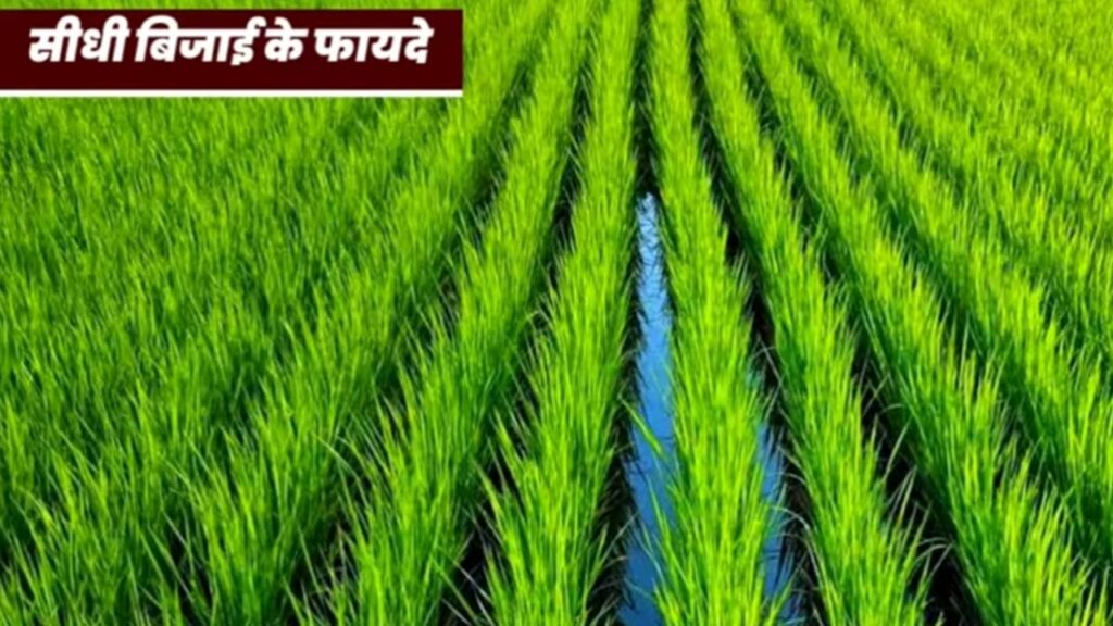 Dhaan Ki Sidhi Bijai 2024 DSR विधि से धान की खेती धान की सीधी बिजाई, Good DSR Method, Direct Seeding of Rice