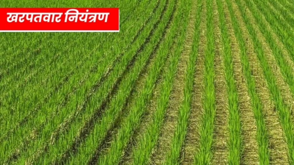 Dhaan Ki Sidhi Bijai 2024 DSR विधि से धान की खेती धान की सीधी बिजाई, Good DSR Method, Direct Seeding of Rice