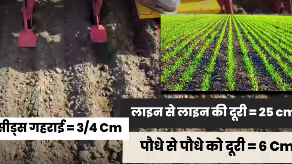 Dhaan Ki Sidhi Bijai 2024 DSR विधि से धान की खेती धान की सीधी बिजाई, Good DSR Method, Direct Seeding of Rice