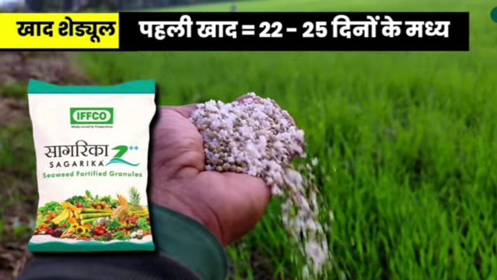 Dhaan Ki Sidhi Bijai 2024 DSR विधि से धान की खेती धान की सीधी बिजाई, Good DSR Method, Direct Seeding of Rice