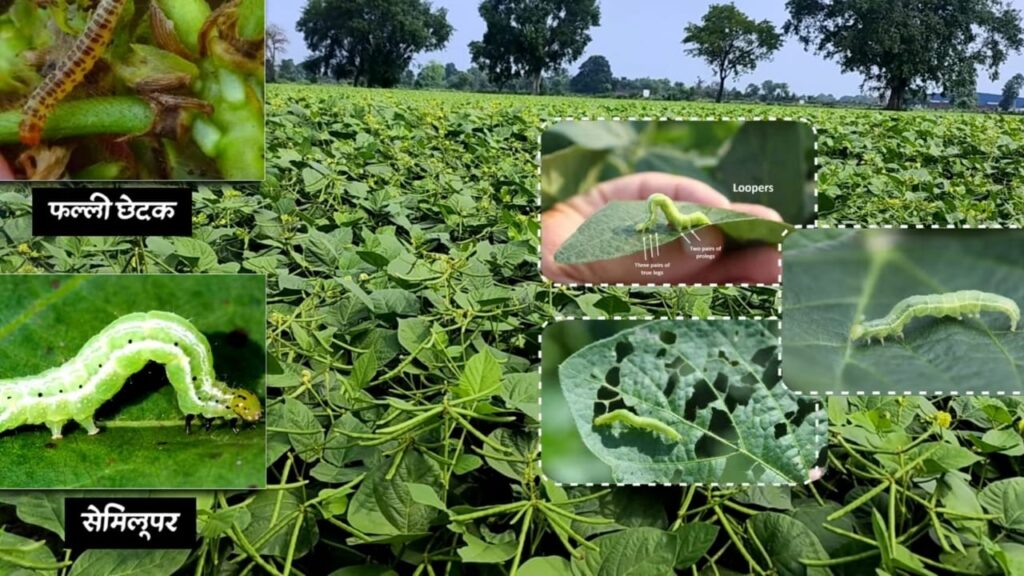 Moong Ki Kheti फल्ली छेदक की अर्जंट दवाई Moong Me Fruit Borer Ki No.1 Strong Dawai मूंग इल्ली मार दवाई