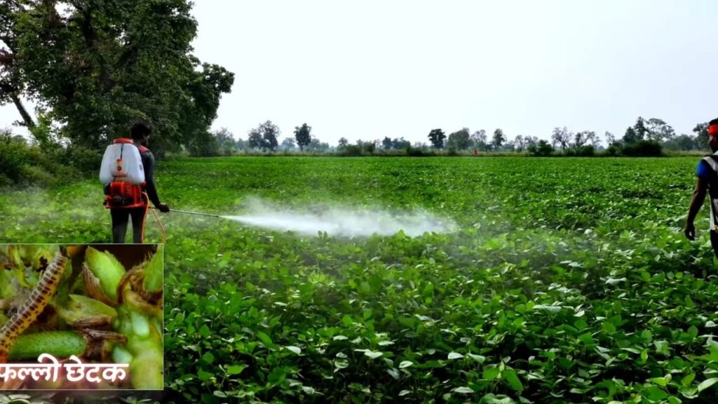 Moong Ki Kheti फल्ली छेदक की अर्जंट दवाई Moong Me Fruit Borer Ki No.1 Strong Dawai मूंग इल्ली मार दवाई