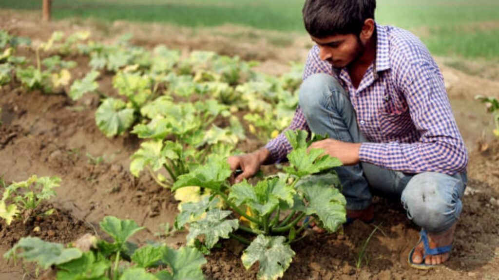 Tamatar Aur Kheera ki kheti: सही समय का चयन और तकनीकियाँ जानिए!