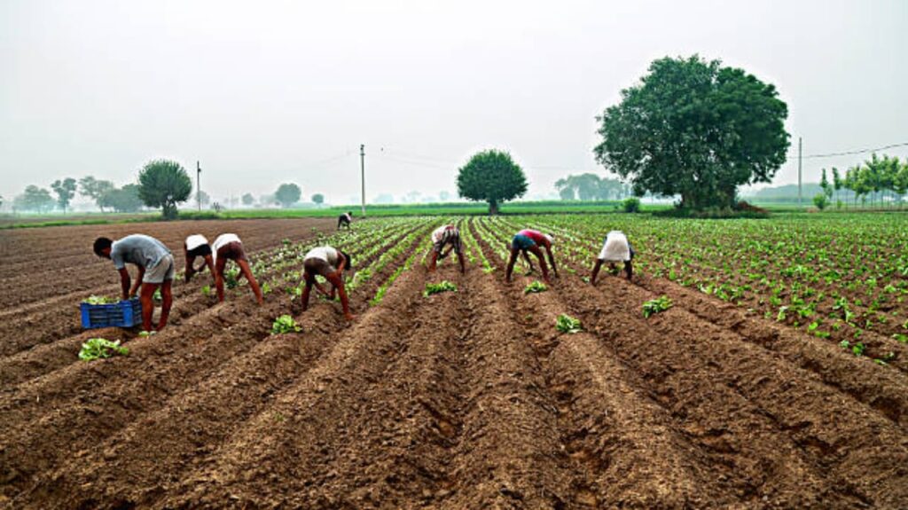 Tamatar Aur Kheera ki kheti: सही समय का चयन और तकनीकियाँ जानिए!