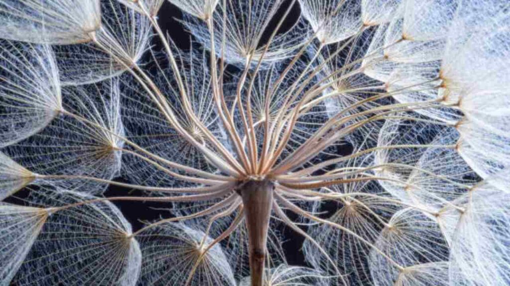 What is Species Richness प्रजाति समृद्धि क्या है?