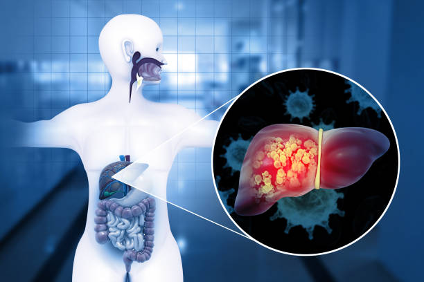 Which Organ is Affected by Hepatitis