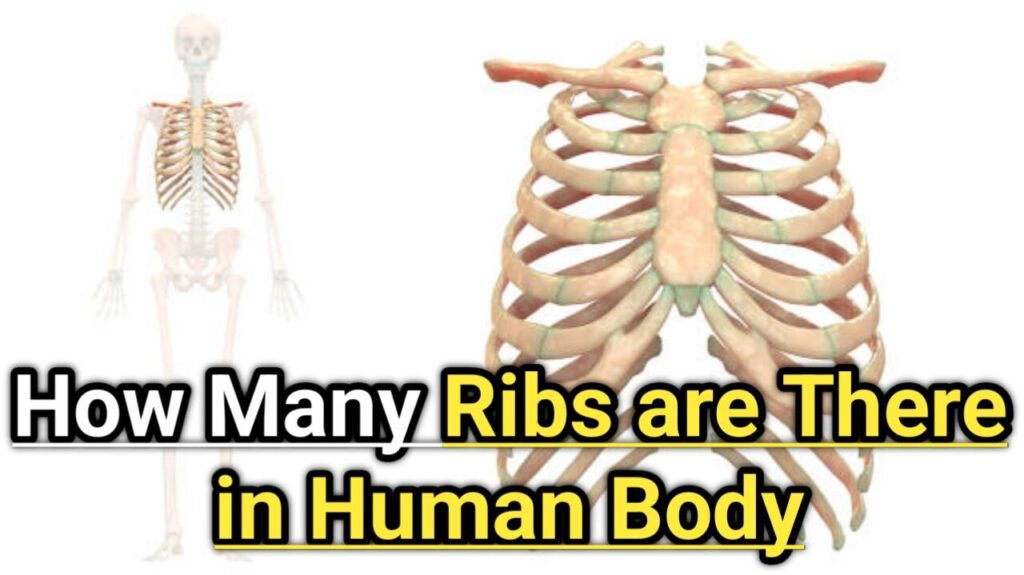 How Many Ribs are There in Human Body