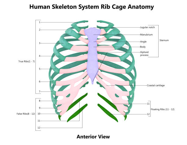 How Many Ribs are There in Human Body