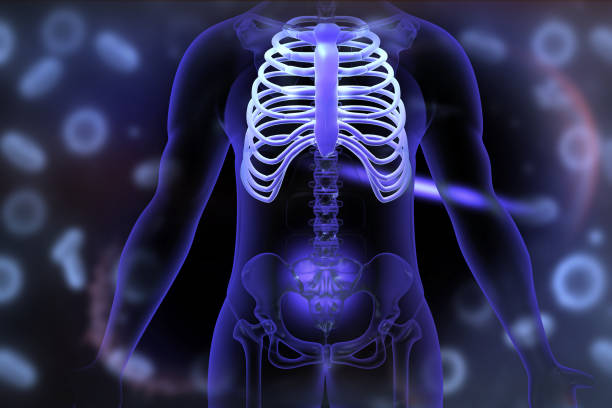 How Many Ribs are There in Human Body