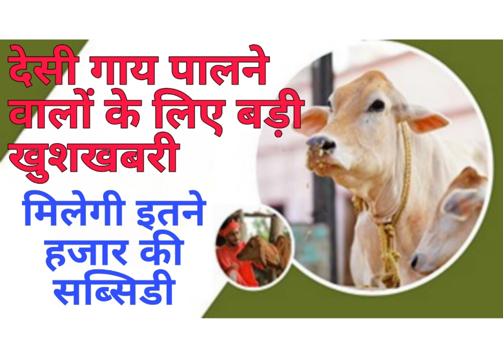 cow milk price देसी गाय पालने वालों के लिए बड़ी खुशखबरी, मिलेगी इतने हजार का सब्सिडी