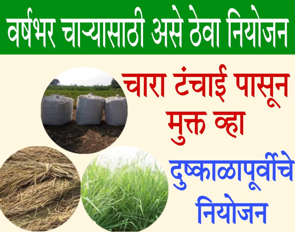 Fodder Shortage 2024 वर्षभर चारा मिळावा यासाठी असं करा नियोजन